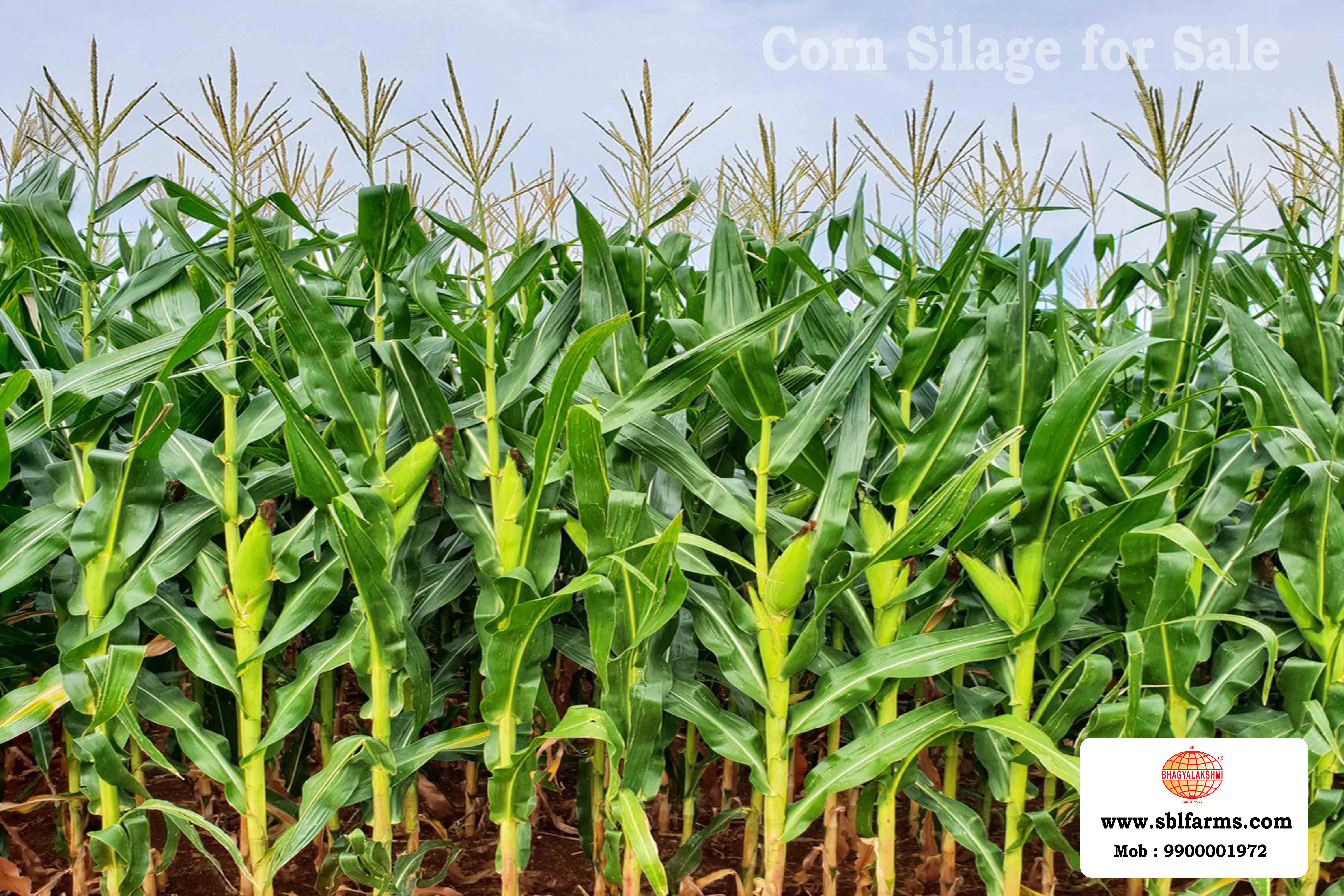 Corn Silage Suppliers in Bangalore | Corn Silage for Sale  |  Corn Silage, Baby Corn Silage manufacturers, suppliers & exporters in Bangalore | corn silage for sale in bangalore |  Sri Bhagyalakshmi Farms Corn Silage Bangalore| Silage Balers | Animal Feed Manufacturers | Production of Silage |Cattle feed manufacturers & suppliers - SBL Farms is solving the biggest fodder crisis in India, by supplying Silage bales, Bailing machines to dairy farmers, Cooperatives, Animal Husbandry | Best Cattle Feed Manufacturers & Silage Suppliers in India | Indias Best Baled Silage Producers
